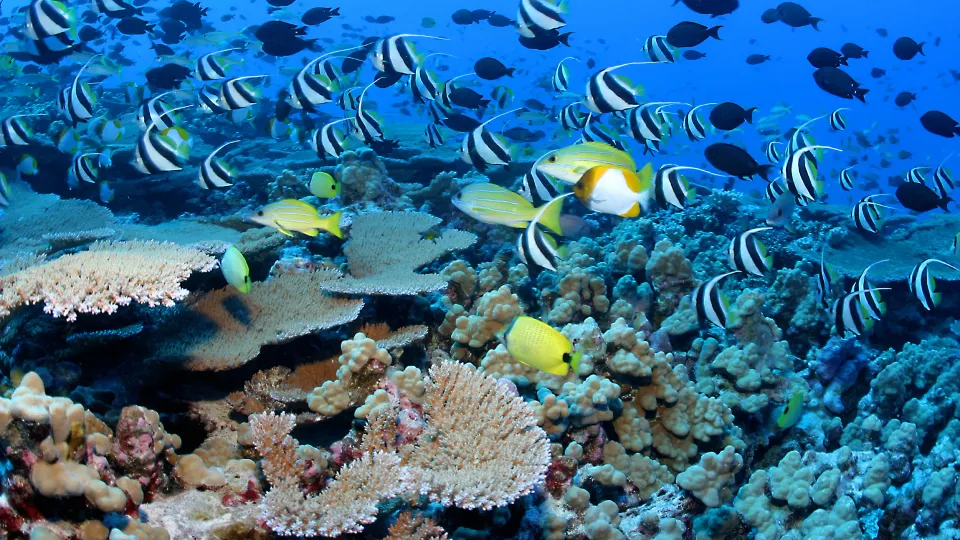 NOAA 珊瑚礁生态系统教育资源：从珊瑚生物学到保护教学